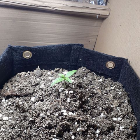 Moby D Auto XXL growlog photo: Un color divino