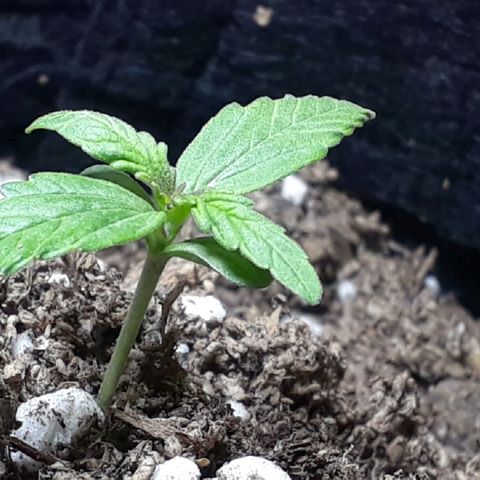 Moby D Auto XXL growlog photo: Pero que linda estás 