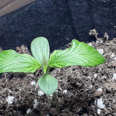 BLACK DOM XXL AUTO growlog photo: Un poco mas detallada