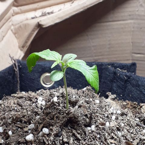 BLACK DOM XXL AUTO growlog photo: Hojas medias caidas en las puntas, pero sigue creciendo bien 