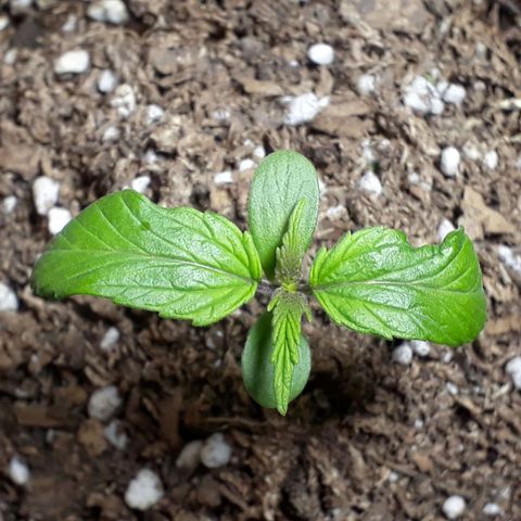 BLACK DOM XXL AUTO growlog timeline photo