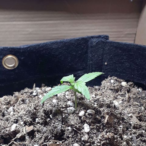 Moby D Auto XXL growlog photo: Hermoso color