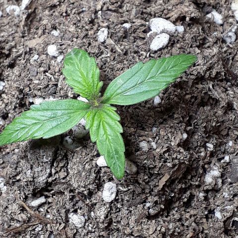Moby D Auto XXL growlog photo: Hermoso color