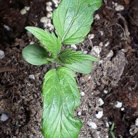 BLACK DOM XXL AUTO growlog timeline photo