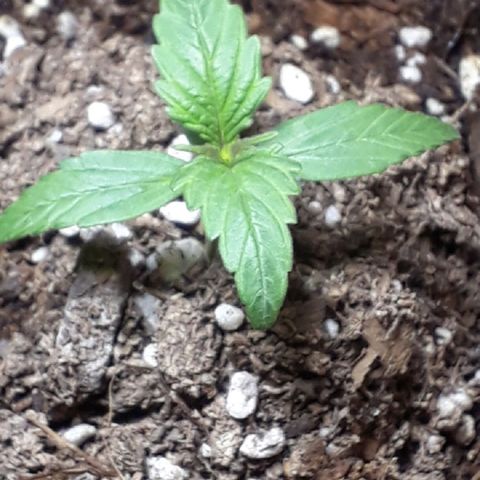 Moby D Auto XXL growlog timeline photo