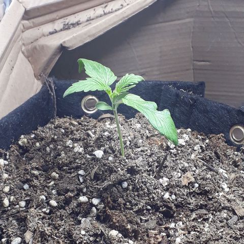 BLACK DOM XXL AUTO growlog photo: Mejoramos un poco la luz
