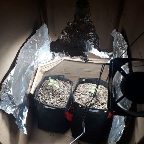 BLACK DOM XXL AUTO growlog photo: Mejoramos un poco la luz