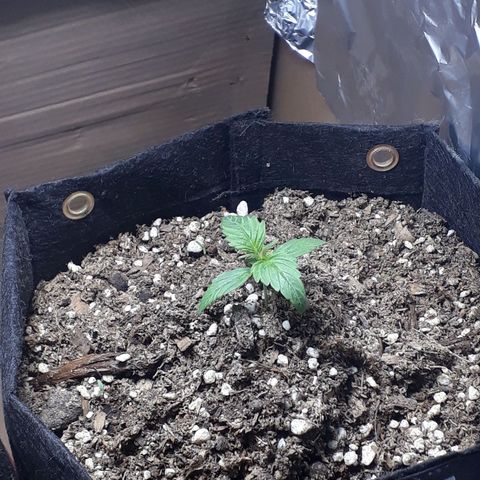 Moby D Auto XXL growlog photo: Avanzan