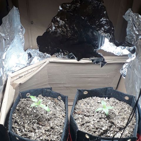 Moby D Auto XXL growlog photo: Avanzan