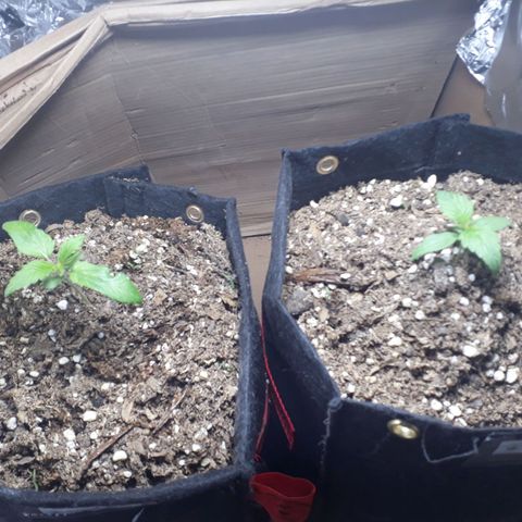 BLACK DOM XXL AUTO growlog photo: Hermosas