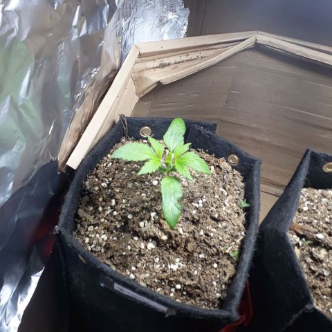 BLACK DOM XXL AUTO growlog photo: Hoy le voy a echar el primer fertilizante orgánico 