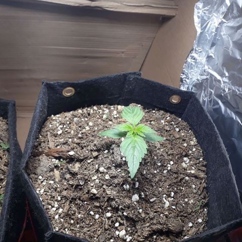 Moby D Auto XXL growlog photo: Linda moby