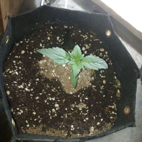 Moby D Auto XXL growlog timeline photo