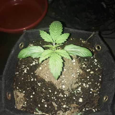 BLACK DOM XXL AUTO growlog timeline photo
