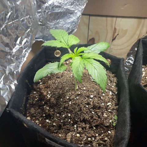 BLACK DOM XXL AUTO growlog photo: Esplendida