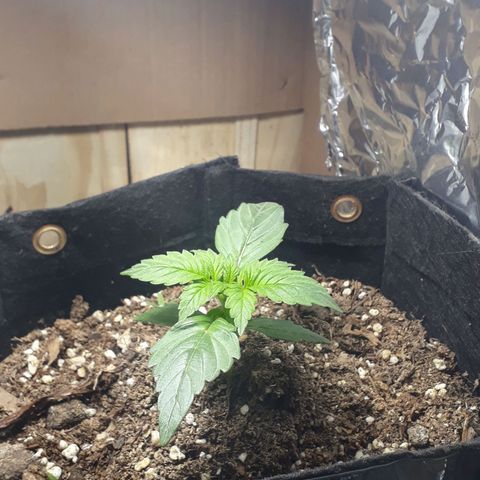 Moby D Auto XXL growlog photo: También luce bien
