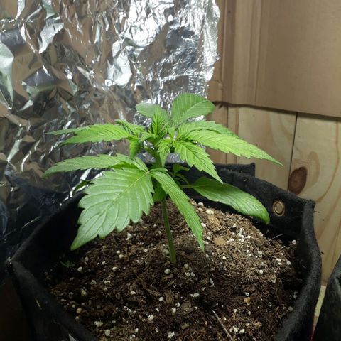 BLACK DOM XXL AUTO growlog photo: A pleno!