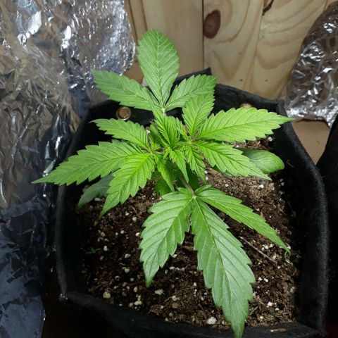 BLACK DOM XXL AUTO growlog photo: A pleno!