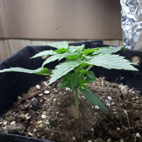 Moby D Auto XXL growlog photo: Pequeña pero va!