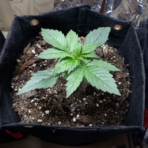 Moby D Auto XXL growlog photo: Pequeña pero va!