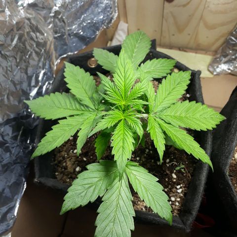BLACK DOM XXL AUTO growlog photo: Bestiaaaaaal