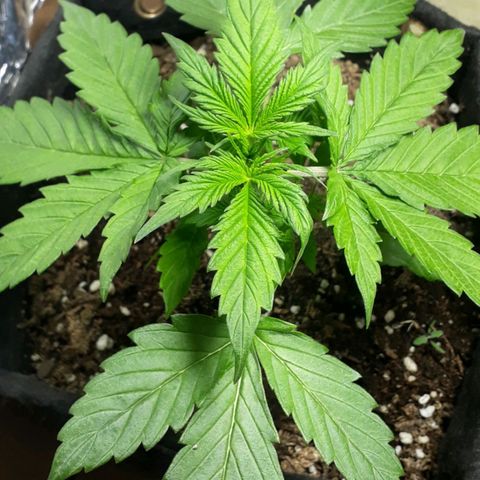 BLACK DOM XXL AUTO growlog photo: Bestiaaaaaal