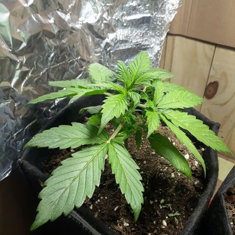 BLACK DOM XXL AUTO growlog photo: Bestiaaaaaal