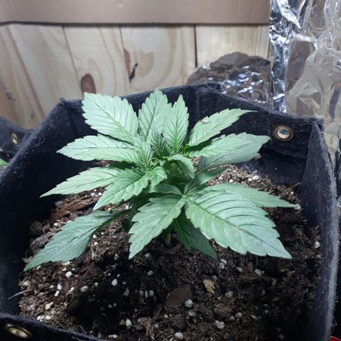 Moby D Auto XXL growlog photo: Pero que bonitaaa vieneen