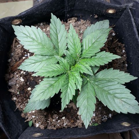 Moby D Auto XXL growlog photo: Pero que bonitaaa vieneen