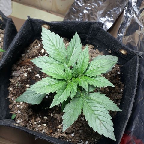 Moby D Auto XXL growlog photo: Pero que bonitaaa vieneen