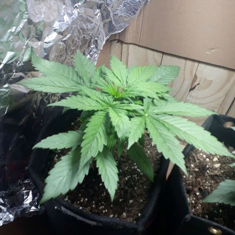 BLACK DOM XXL AUTO growlog photo: Terriblemente hermosa