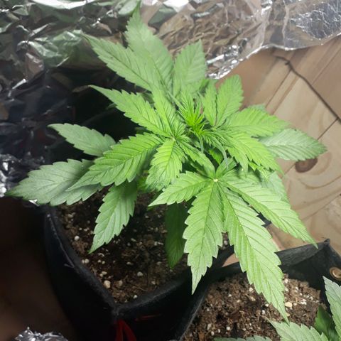 BLACK DOM XXL AUTO growlog photo: Terriblemente hermosa