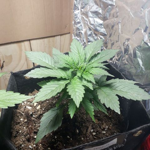 Moby D Auto XXL growlog photo: Chiquita pero peligrosa