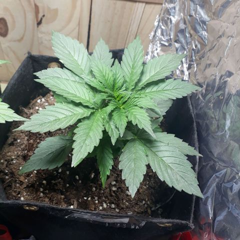 Moby D Auto XXL growlog photo: Chiquita pero peligrosa