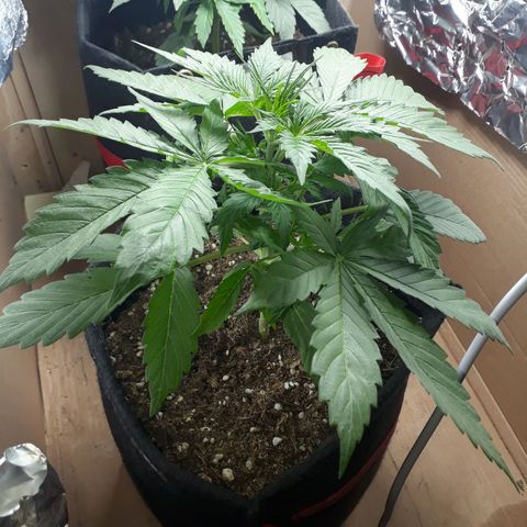 BLACK DOM XXL AUTO growlog timeline photo