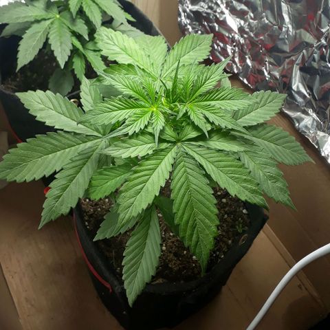 BLACK DOM XXL AUTO growlog timeline photo