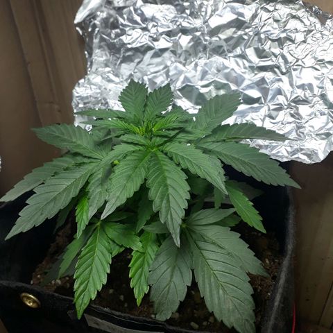 Moby D Auto XXL growlog timeline photo