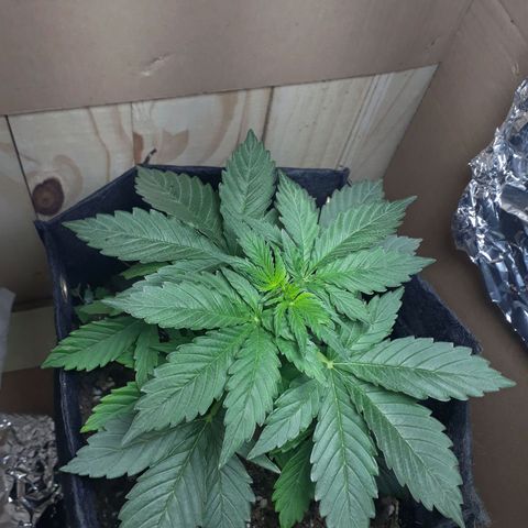 Moby D Auto XXL growlog timeline photo