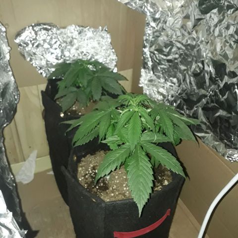 Moby D Auto XXL growlog timeline photo