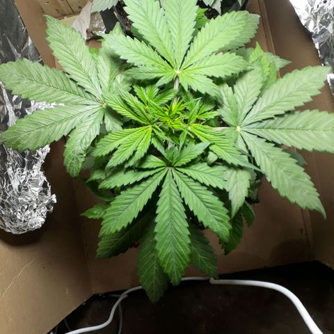 BLACK DOM XXL AUTO growlog photo: Le empiezo a dar 12 x 12 de luz 