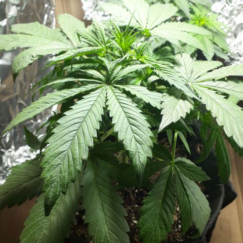 BLACK DOM XXL AUTO growlog photo: Le empiezo a dar 12 x 12 de luz 