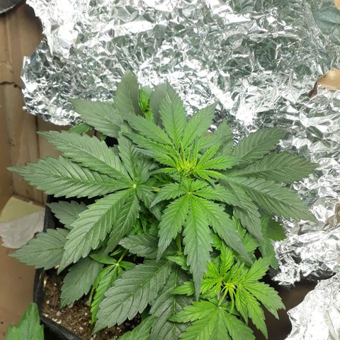 Moby D Auto XXL growlog photo: Linda infinita! Sigue con 18x6 de luz