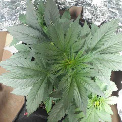 Moby D Auto XXL growlog photo: Linda infinita! Sigue con 18x6 de luz