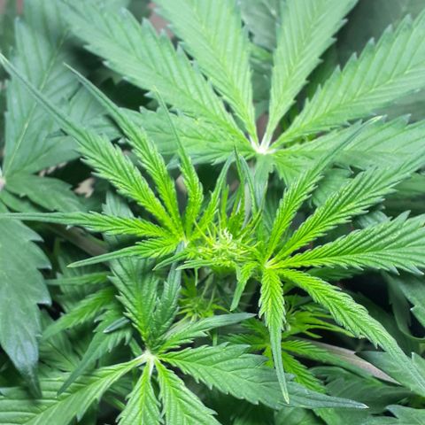 BLACK DOM XXL AUTO growlog timeline photo