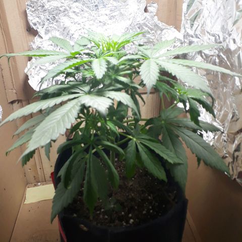 BLACK DOM XXL AUTO growlog timeline photo