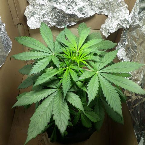 BLACK DOM XXL AUTO growlog timeline photo