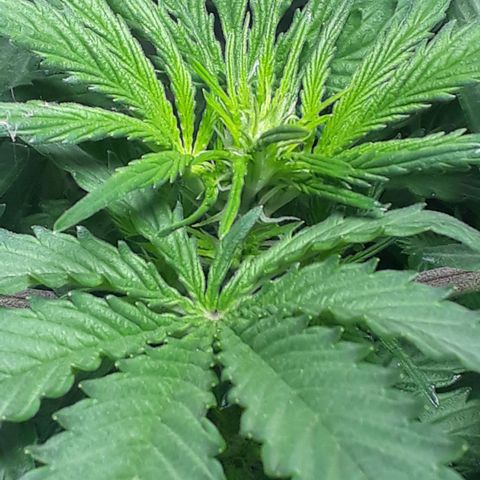 Moby D Auto XXL growlog photo: Primero pelitos blancos