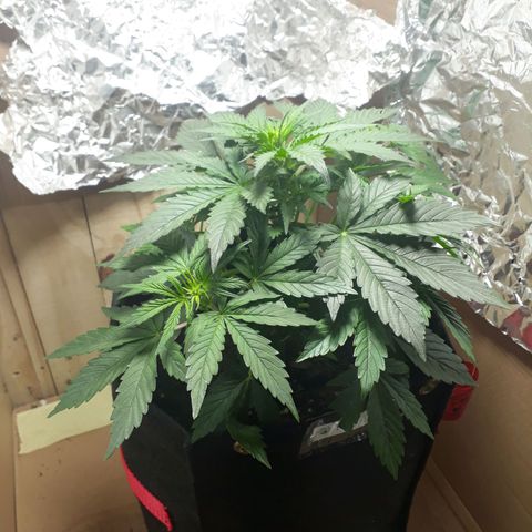 Moby D Auto XXL growlog photo: Primero pelitos blancos