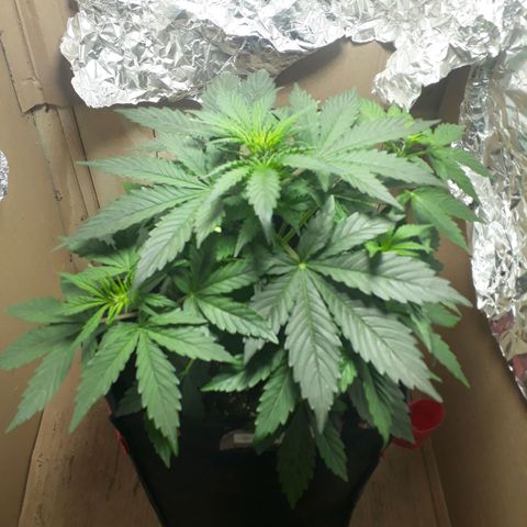 Moby D Auto XXL growlog photo: Primero pelitos blancos