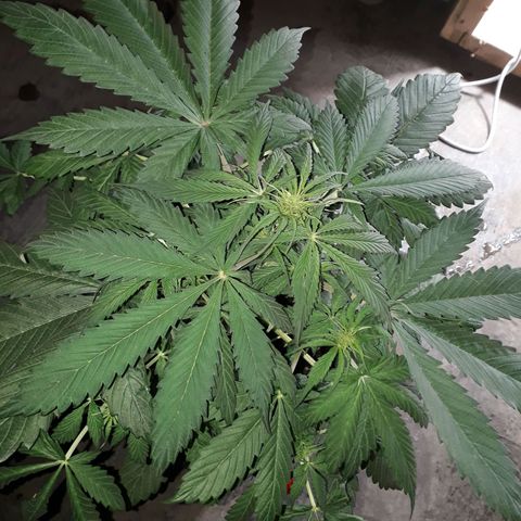 BLACK DOM XXL AUTO growlog photo: Lindaaaa